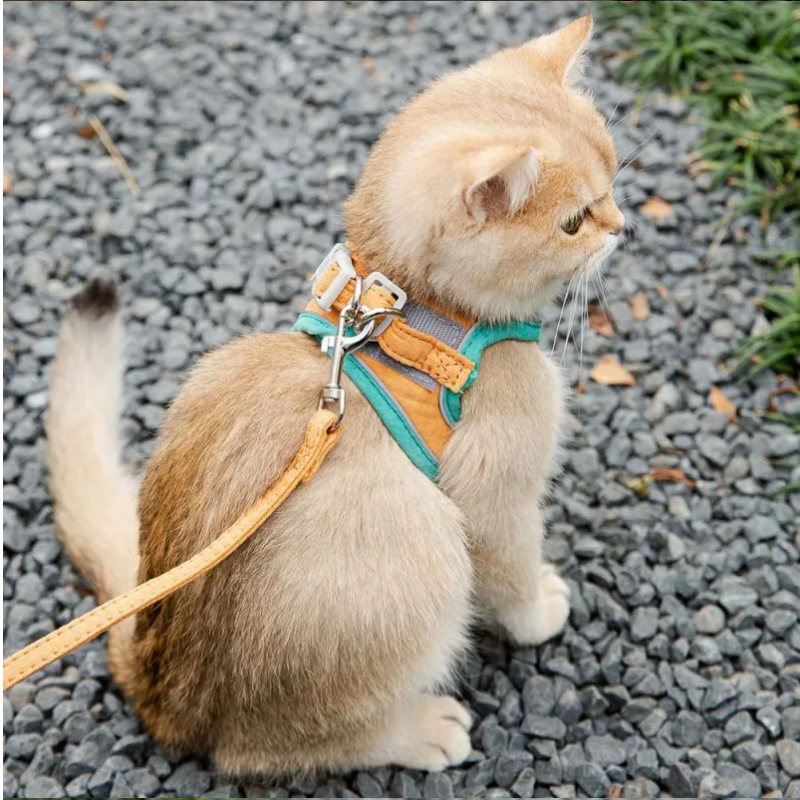 Harnais pour chat
