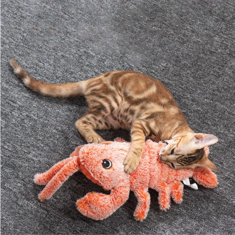 Jouet interactif pour chat