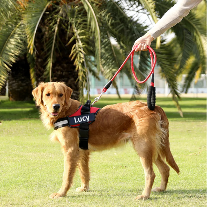Harnais pour chien personnalisable